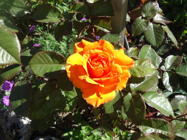 Les rosiers fleurissent  : 2014  06413