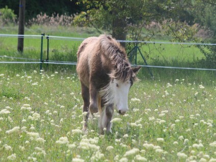 [Mai 2014] Les chevaux et les fleurs  Daz_pa10