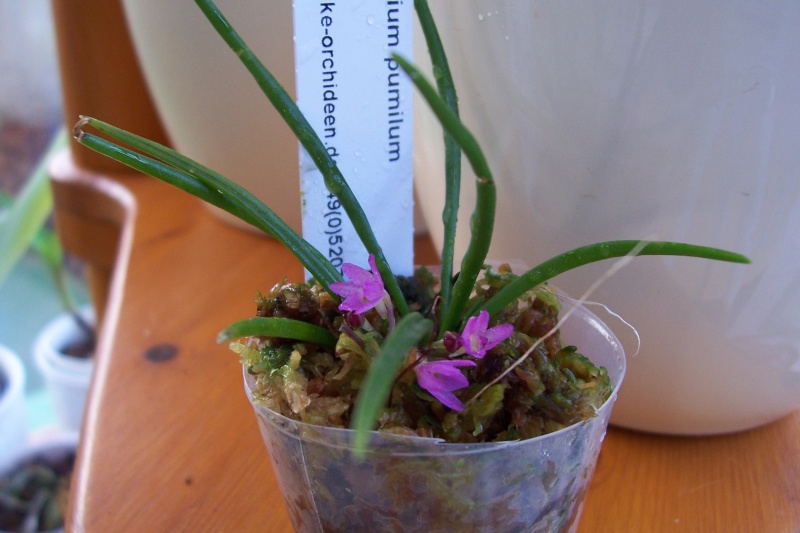 Miniatur- Orchideen - Seite 11 00213