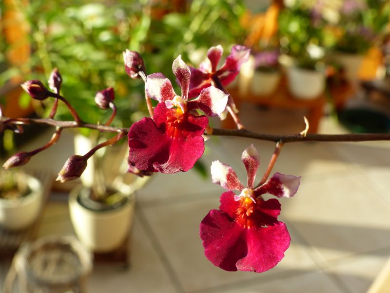 miniatur - Miniatur- Orchideen - Seite 18 013012