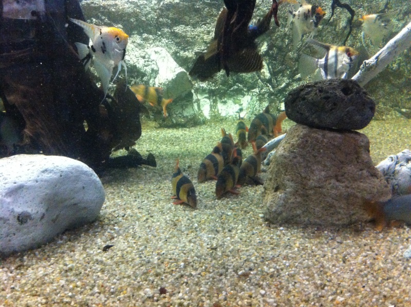 Aquarium de barcelone Img_1321