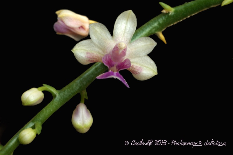 Phalaenopsis deliciosa subsp. deliciosa 20131014