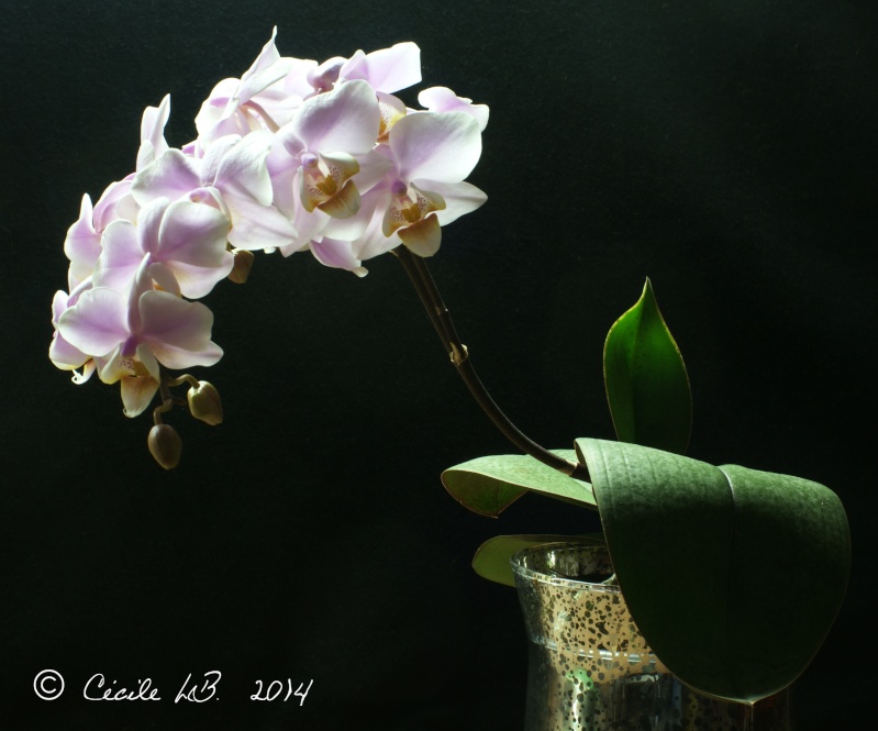 Phalaenopsis Pinlong Cheris 'Fragrance' 20140114