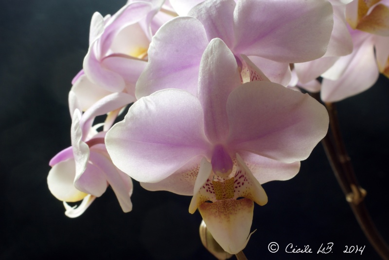 Phalaenopsis Pinlong Cheris 'Fragrance' 20140115