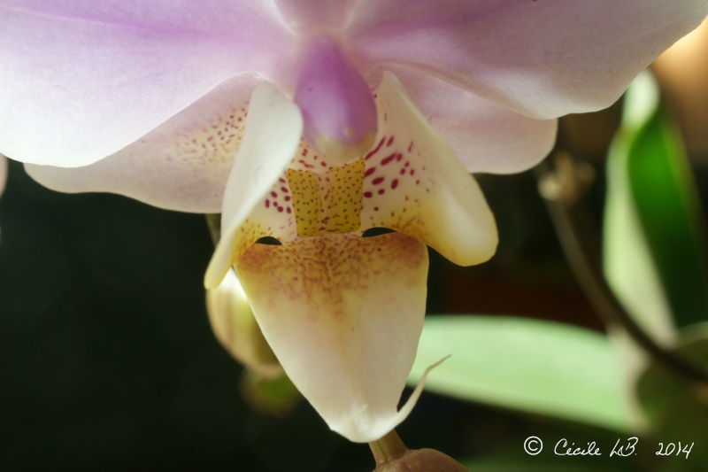 Phalaenopsis Pinlong Cheris 'Fragrance' 20140116