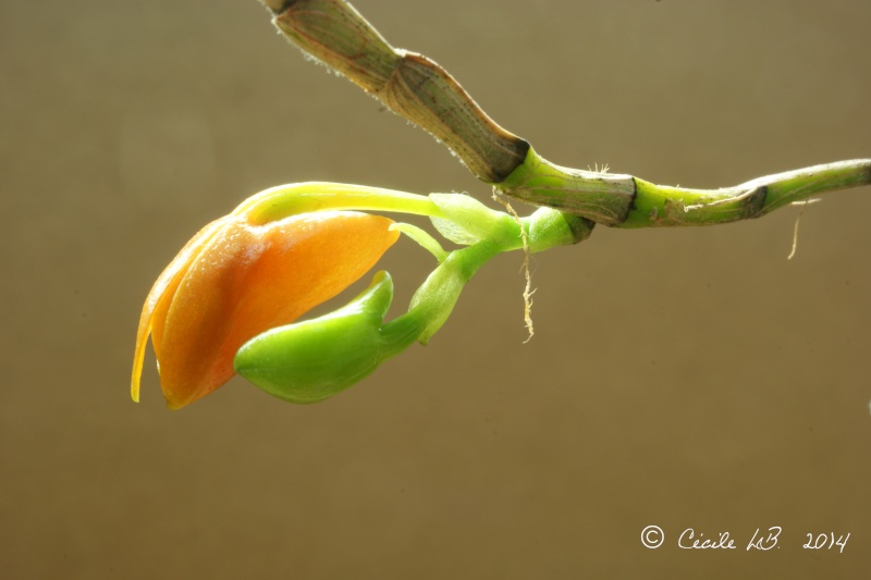 Dendrobium mohlianum Dsc03519