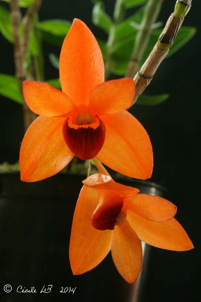 Dendrobium mohlianum Dsc03819