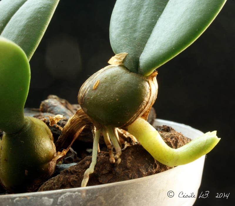 Bulbophyllum frostii Dsc03910