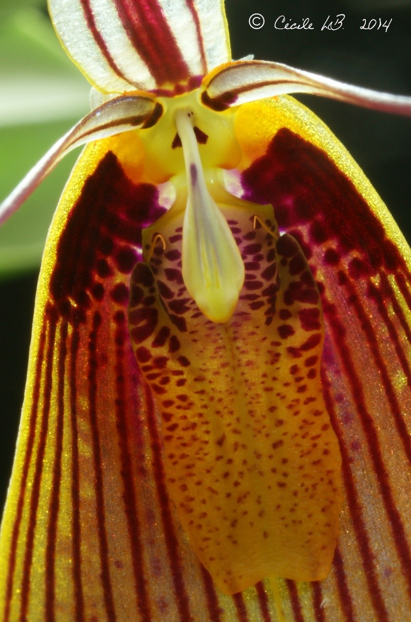 Restrepia antennifera var. gigantea Dsc03916