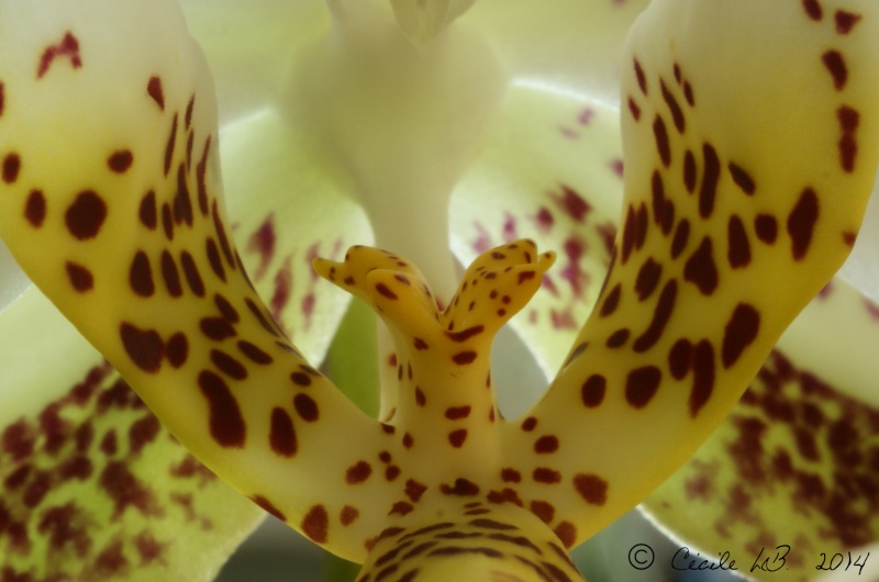 Phalaenopsis stuartiana Dsc04210