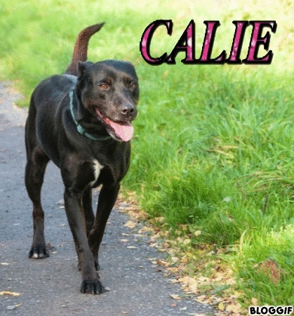 CALIE - x labrador 4 ans - Asso Vagabond (59) B4fd1c10