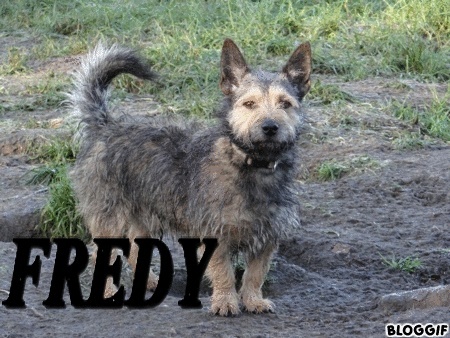 FREDY - x cairn terrier 1 an - Asso Vagabond (59) E6fe2910