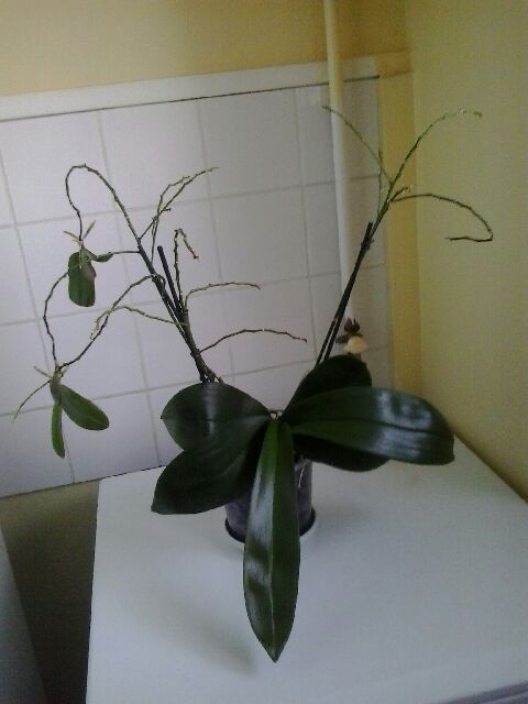phalaenopsis Grosse10