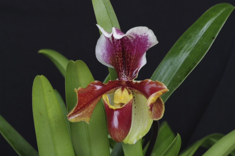 Paphiopedilum hybride américain Imgp2413