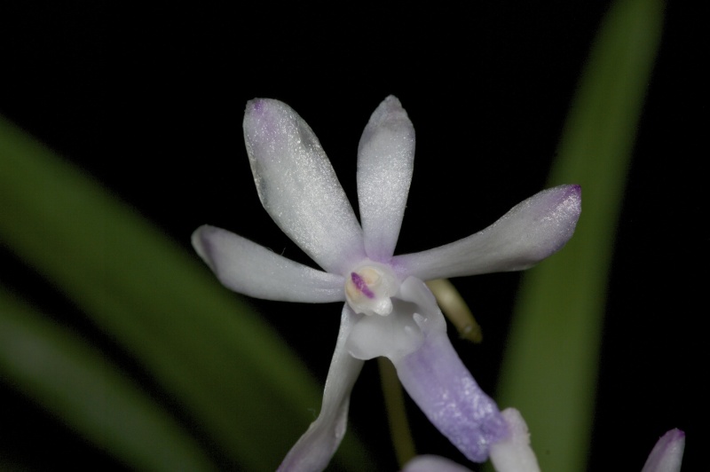 Neostylis Lou Sneary 'Bluebird' Imgp2530