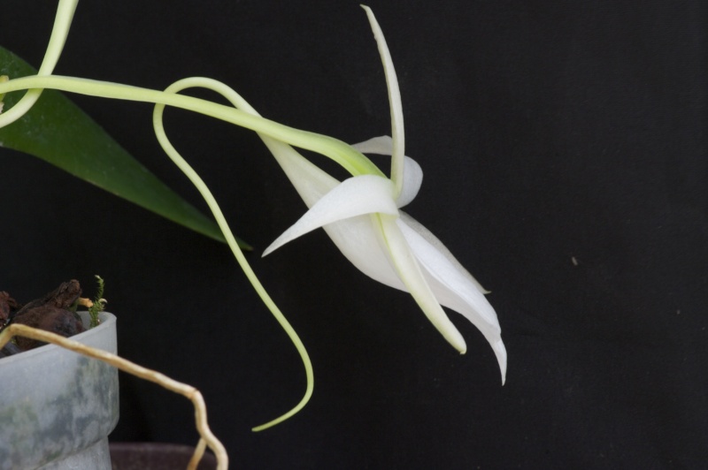 Angraecum leonis Imgp2533