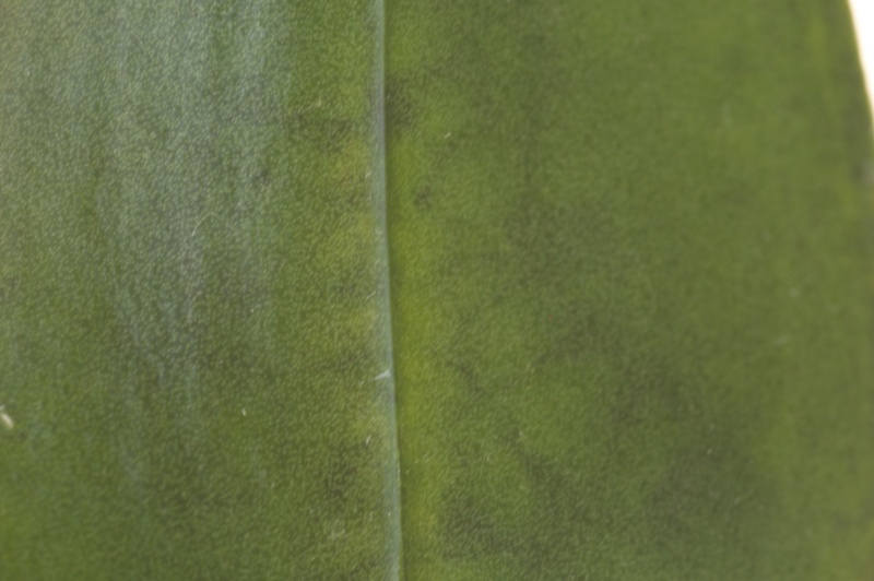 Phalaenopsis Mini Mark malade Imgp2541