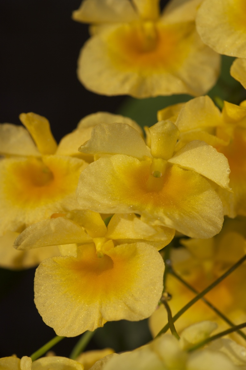 Dendrobium lindleyi Imgp2913