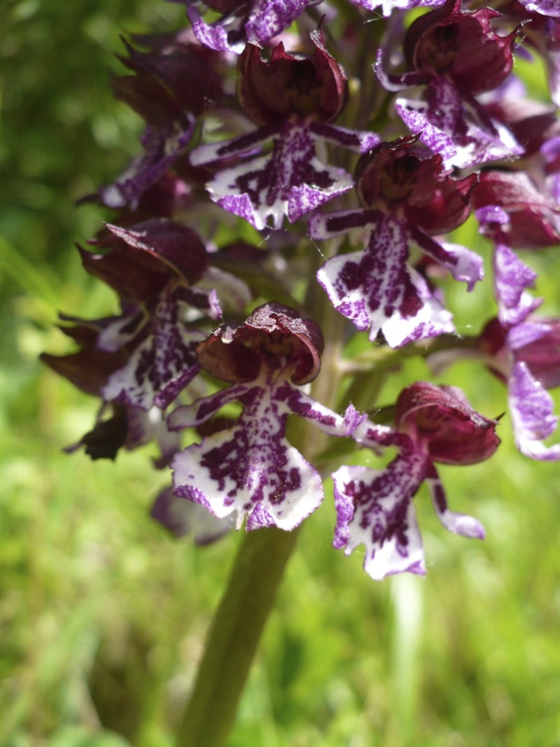 Orchidées du Tarn (suite) P1300439