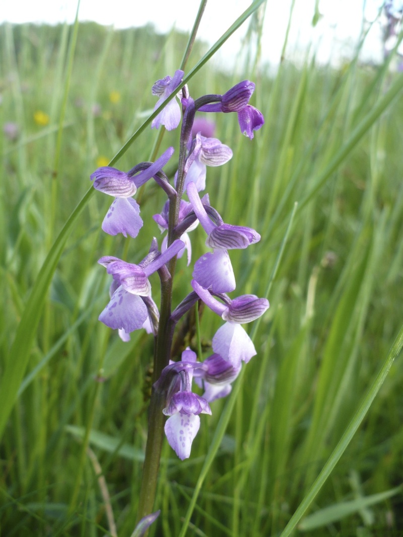 Orchidées du Tarn (suite) P1300446