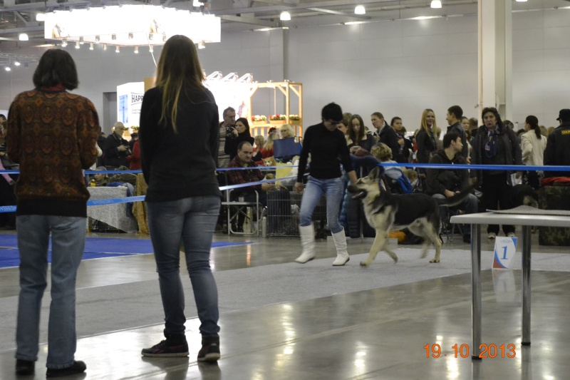 Интернациональная  Выставка Собак "РОССИЯ-2013" (Двойной CACIB) 19-20 октября 2013  - Страница 2 _dsc0015