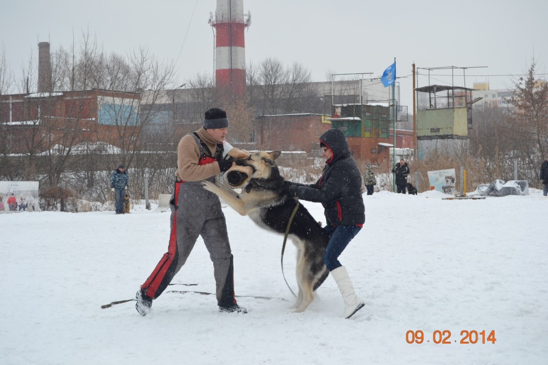 КИНГ - ВОСТОЧНО-ЕВРОПЕЙСКАЯ ОВЧАРКА ВЕО СТРАЖ ГЕФЕСТ  (МАРС) - Страница 5 Dsc_0130