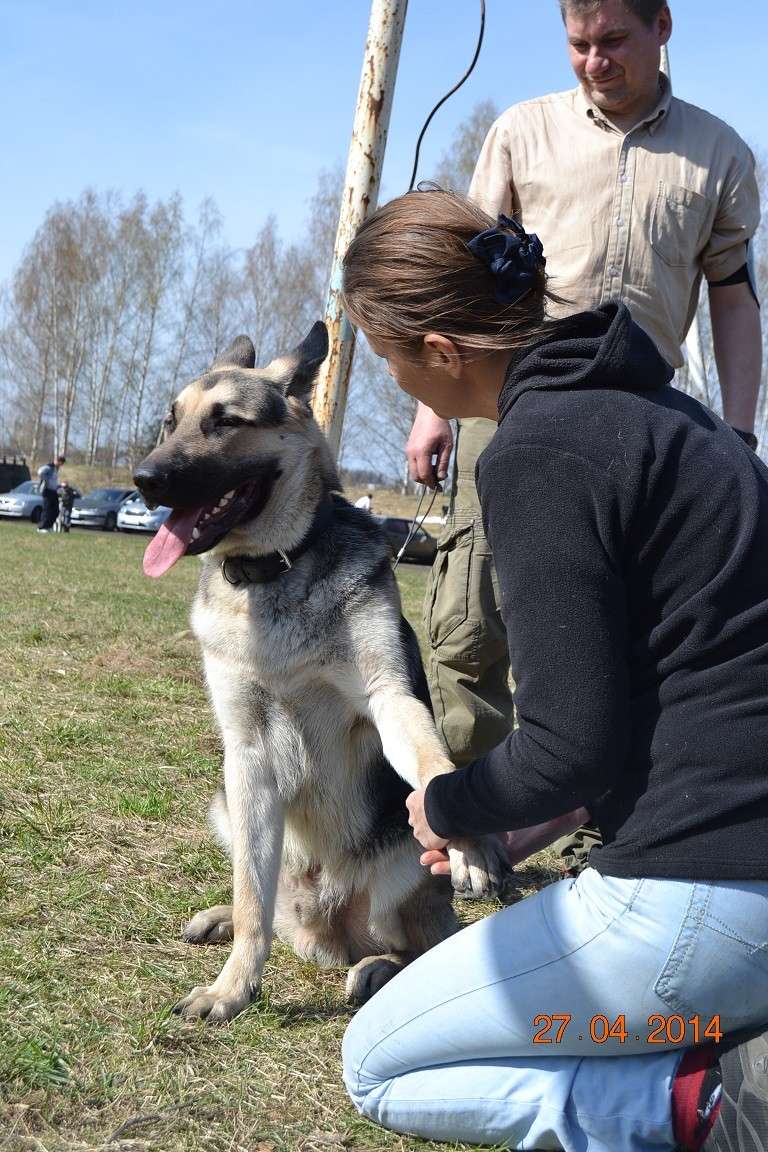 27-04-2014 CACIB "пк-Сильвер" Кольчугино Dsc_0360