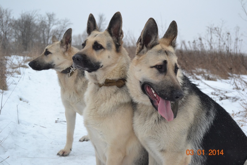 Восточники из Веолара - Страница 7 Dsc_0412