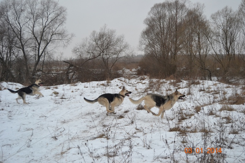 Восточники из Веолара - Страница 7 Dsc_0510