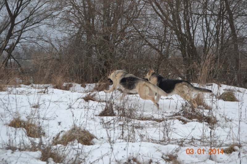 Восточники из Веолара - Страница 7 Dsc_0614