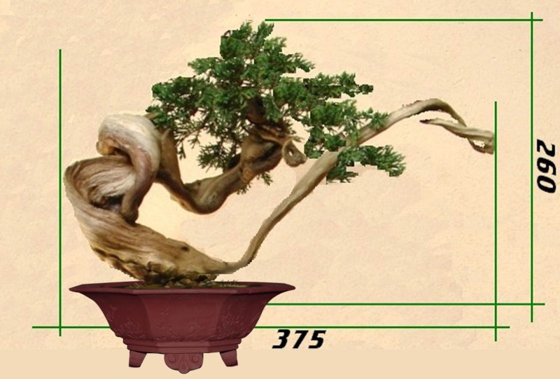 Juniperus Sabina  Test_s10