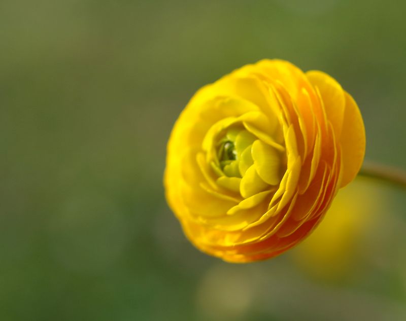 Quelques vivaces au jardin Renonc10