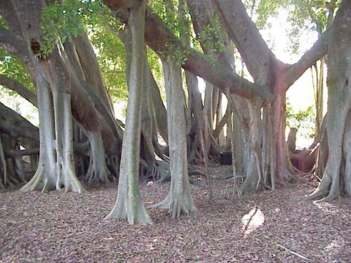 Hêtres tortueux + Chêne gigantesque. Banyan10