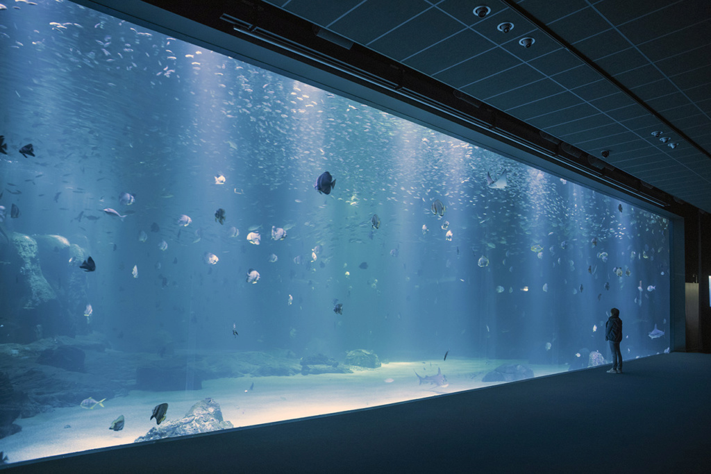 Nausicaa aquarium de Boulogne sur Mer Imgp1011
