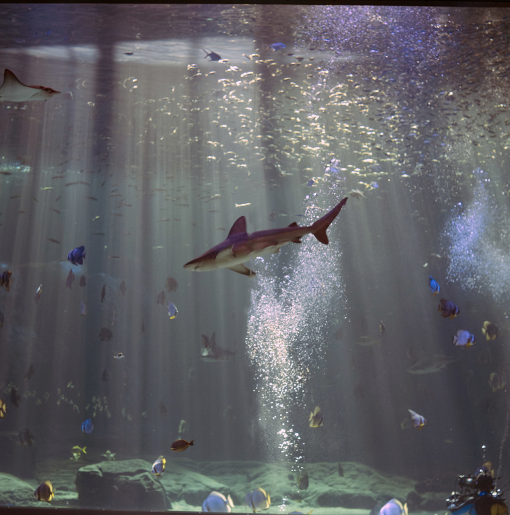 Nausicaa aquarium de Boulogne sur Mer Imgp1012