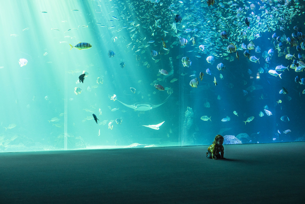 Nausicaa aquarium de Boulogne sur Mer Imgp1015
