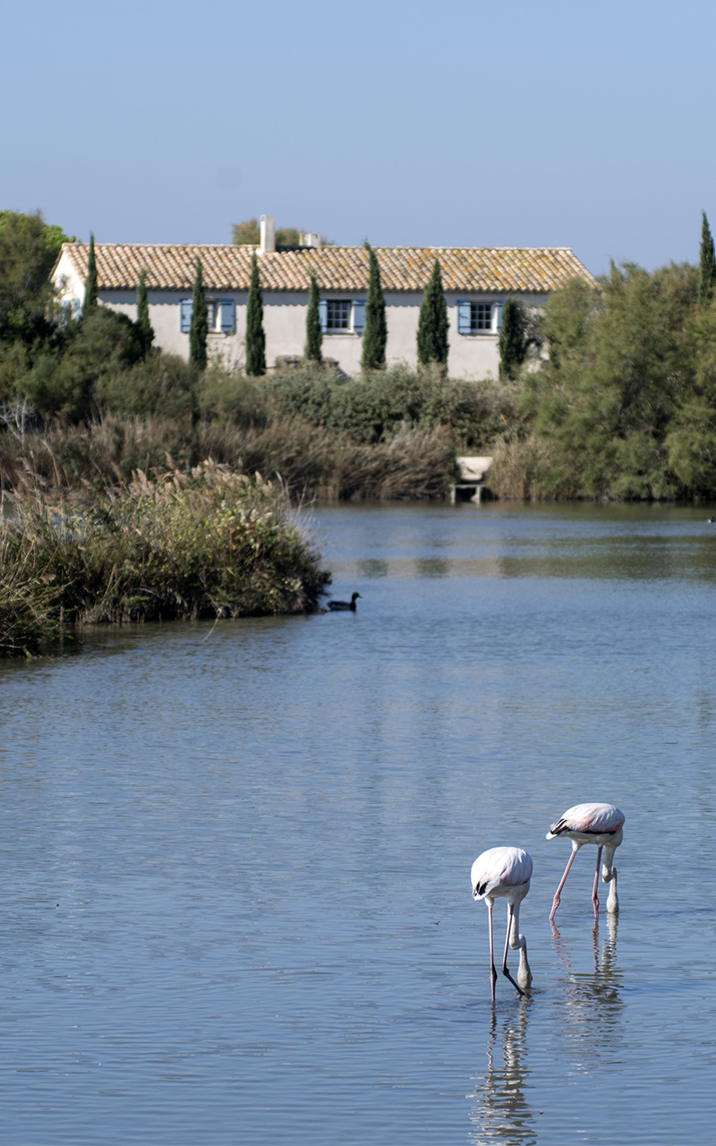 Etang du pont de Gau (St Marie de la mer) Imgp7110