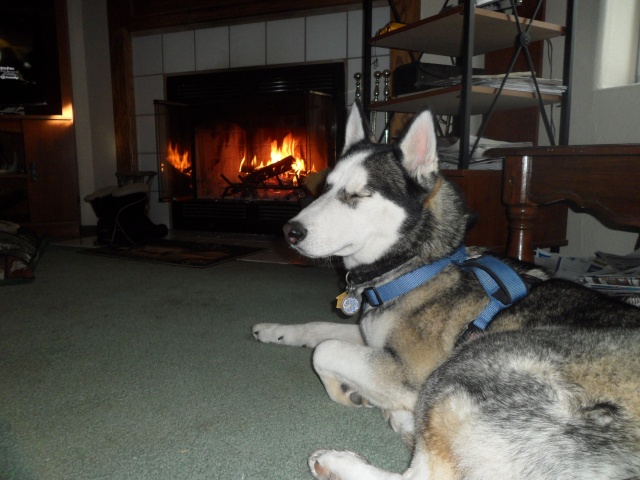 Nanooks first SNOW! Sam_8220