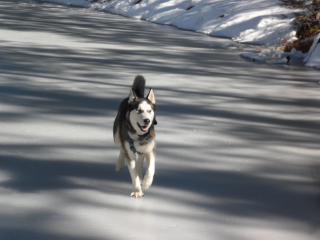 Nanooks first SNOW! Sam_8310