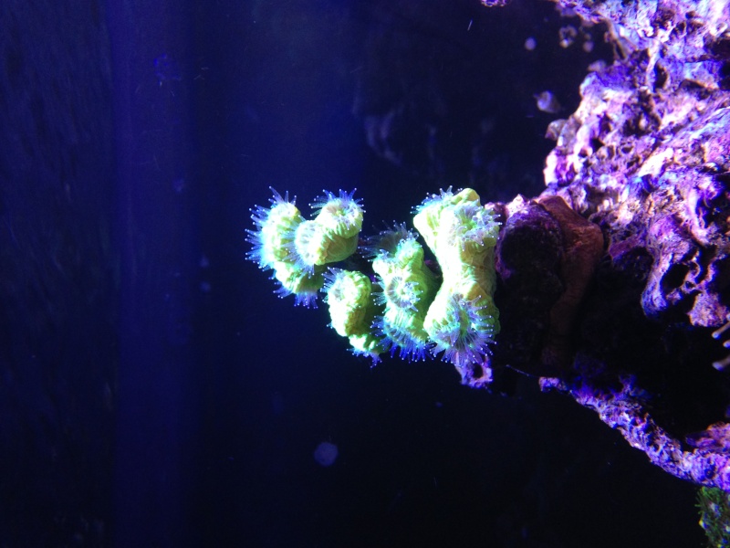 Aquarium 200 l - Page 9 Photo14