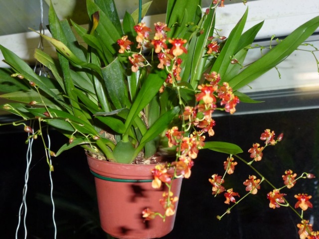 Oncidium tiny Twinkle 'cinnamon'   Oncidi23