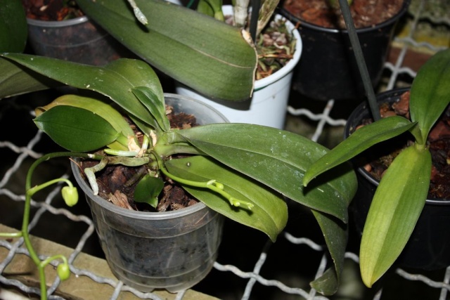 Phalaenopsis Mini Mark malade Phalae10