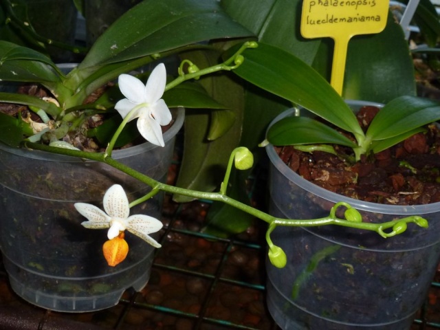 Phalaenopsis Mini Mark Phalae11