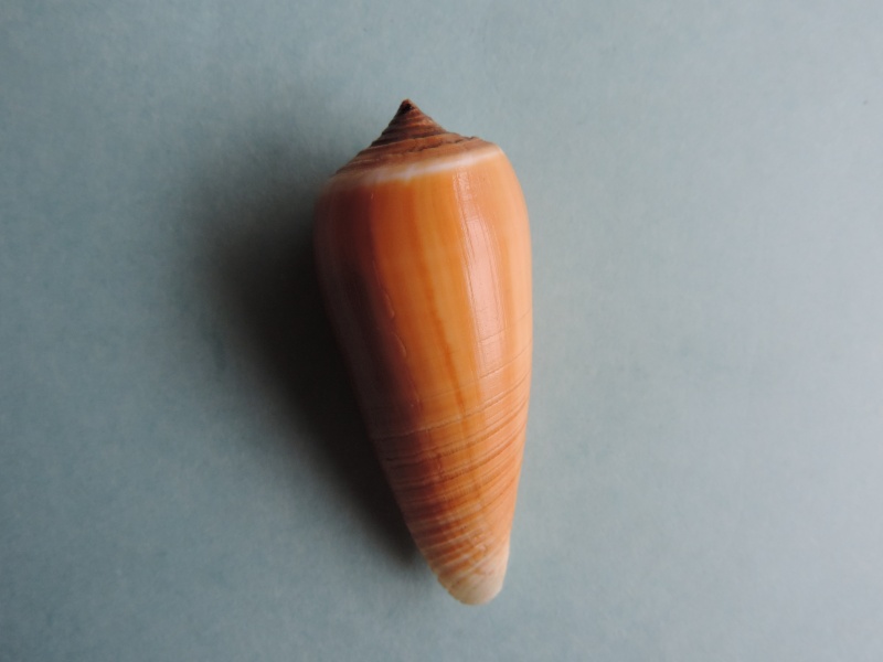 Conus (Phasmoconus) radiatus   Gmelin, 1791 Dscn0216