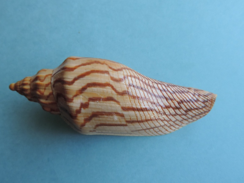 Fulgoraria rupestris (Gmelin, 1791) Dscn0228