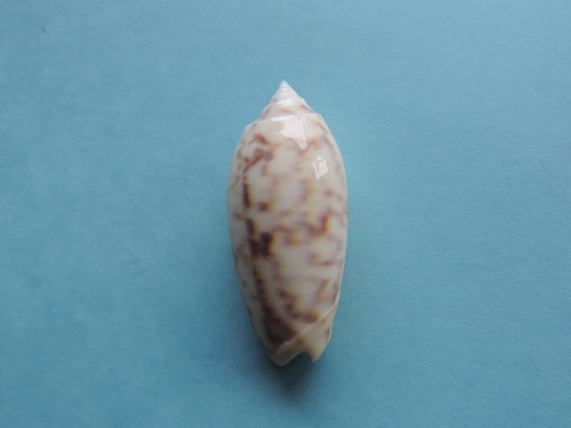 Miniaceoliva ponderosa (Duclos, 1840) - Worms = Oliva ponderosa Duclos, 1840 Dscn0278