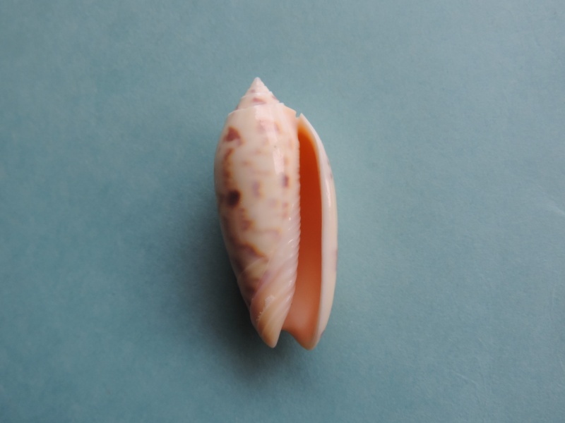 Miniaceoliva ponderosa (Duclos, 1840) - Worms = Oliva ponderosa Duclos, 1840 Dscn0279