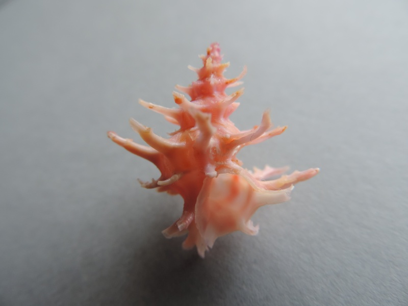 Babelomurex fruticosus (Kosuge, 1979)  Dscn0523