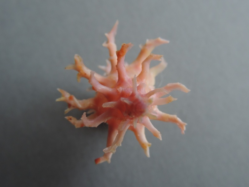 Babelomurex fruticosus (Kosuge, 1979)  Dscn0524