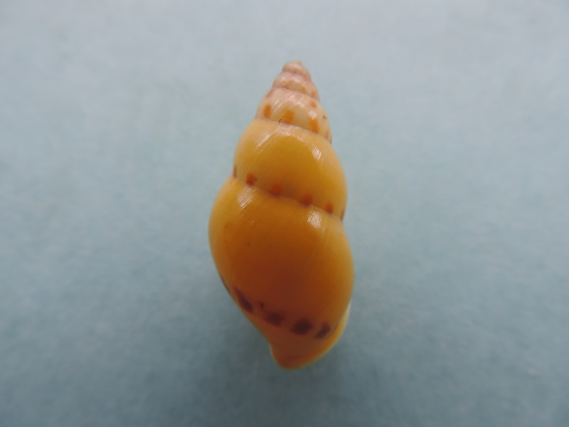 Amphidromus elvinae (Dharma, 2007) Dscn0915